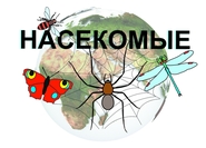 Насекомые